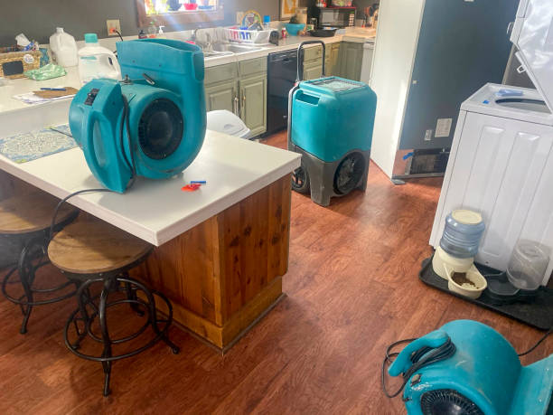 Best Professional water damage repair  in Rainelle, WV