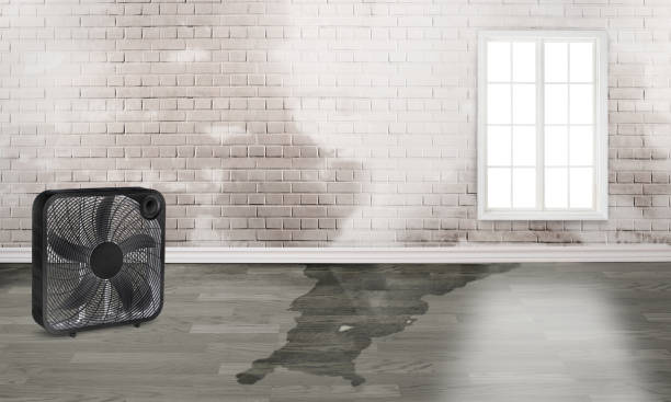 Best Basement water damage restoration  in Rainelle, WV
