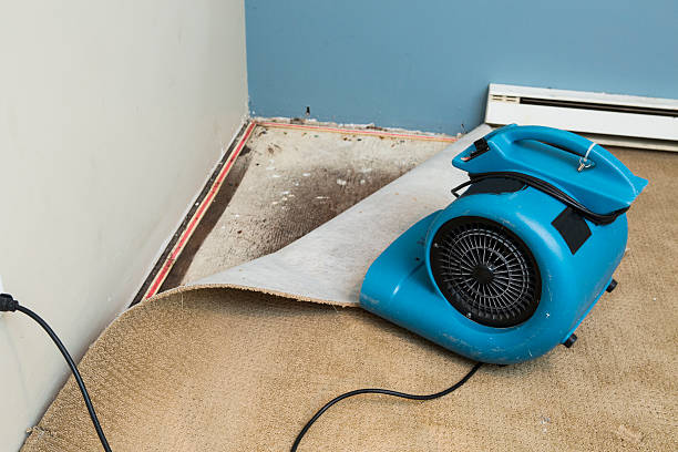 Best Mold removal after water damage  in Rainelle, WV